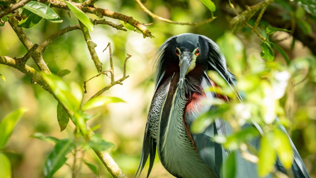 La Garza Agamí, endémica de los manglares de Córdoba y Sucre, será el símbolo de los Juegos Nacionales 2027