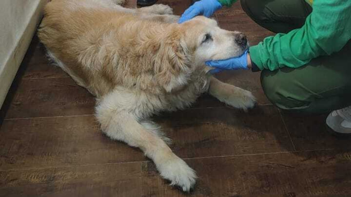 el castigo que enfrenta el agresor que golpeó a su perrita en Usaq