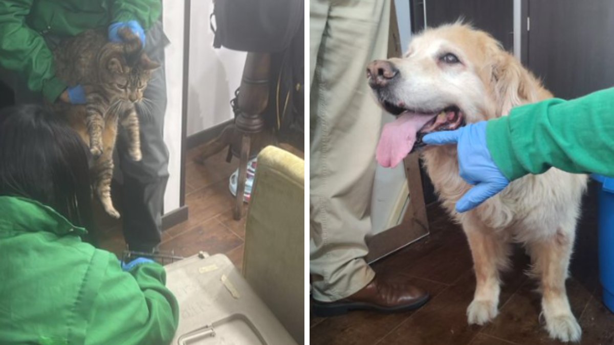 Anuncian rescate de los dos gatos que estaban en poder del hombre señalado de maltratar a perrita Samanta en conjunto residencial en Bogotá