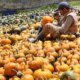 ¿De dónde vienen las calabazas de Halloween colombianas? El pequeño pueblo de Boyacá que produce gigantes ahuyamas para estas fechas