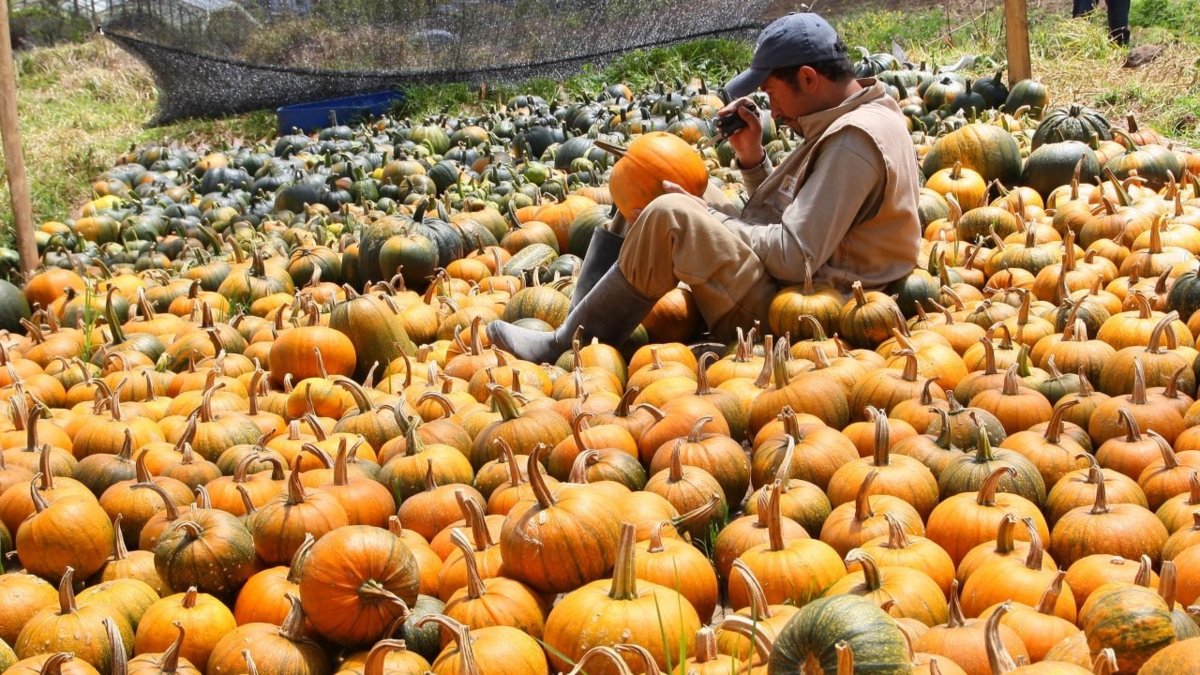 ¿De dónde vienen las calabazas de Halloween colombianas? El pequeño pueblo de Boyacá que produce gigantes ahuyamas para estas fechas