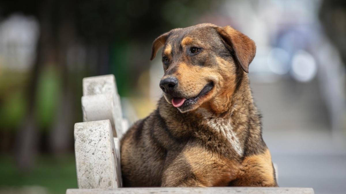 la plataforma gratuita de Bogotá para razas de manejo especial; pasos y requisitos para inscribir a su mascota