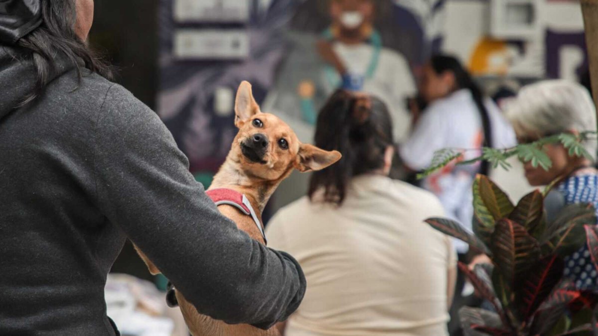 buscan proteger a los animales de los efectos de la pólvora en las festividades de diciembre