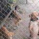 encuentran a 14 perros en precarias condiciones de salud en una vivienda