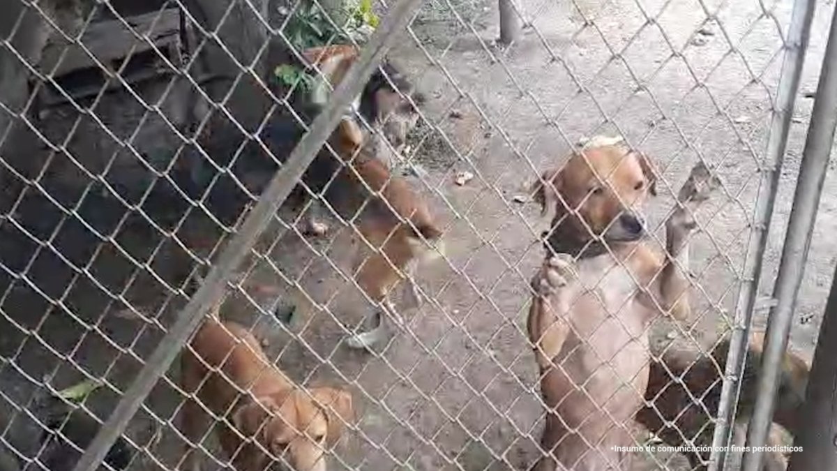 encuentran a 14 perros en precarias condiciones de salud en una vivienda