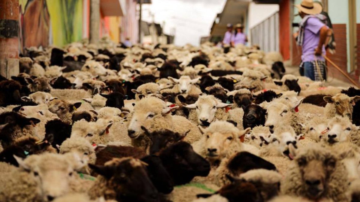 2.000 ovejas llenaron de encanto las calles de Marulanda, el municipio de Caldas que celebra su identidad cada dos años con un desfile ovino