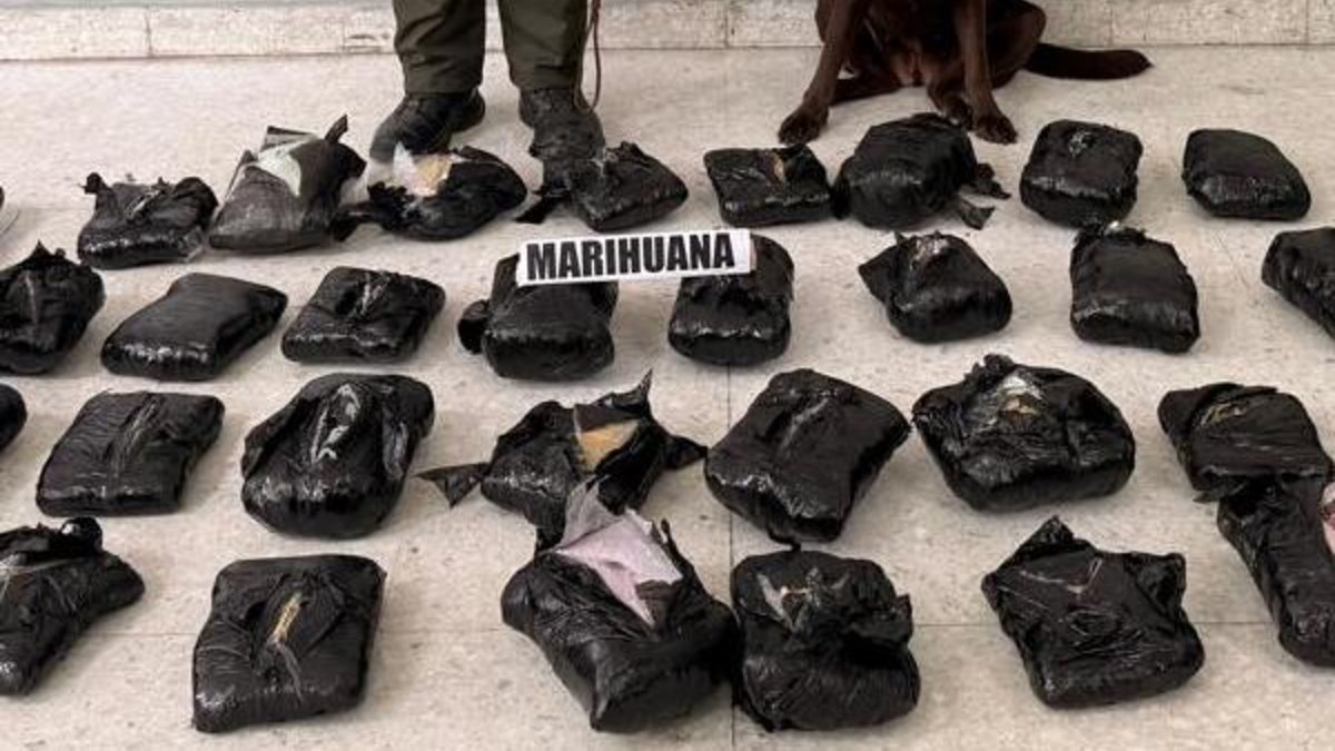 Incautan 21.000 gramos de marihuana camuflados por una empresa de encomienda: canino antinarcóticos detectó las sustancias ilícitas