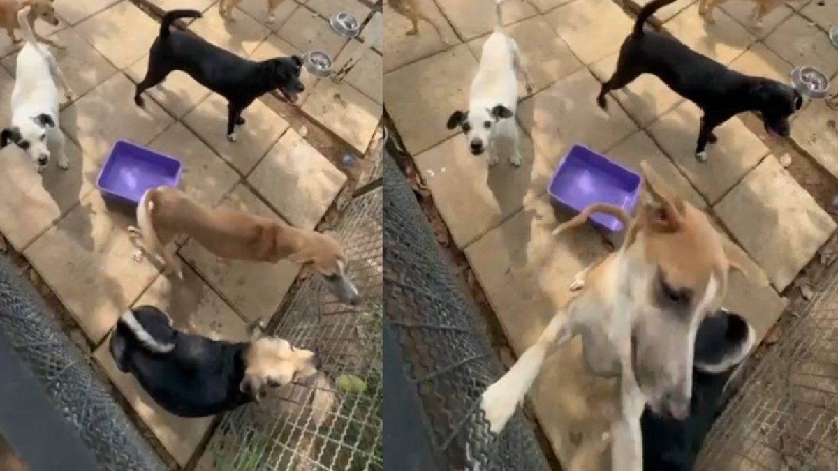 Repudio en Bucaramanga: veterinarios de la Unidad de Bienestar Animal dan orden de la eutanasia a perros que no lo necesitan: revelan chats burlándose