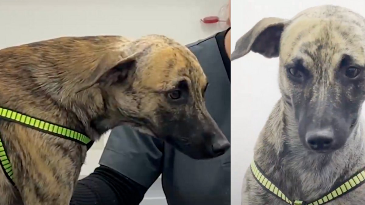 Gobernador de Antioquia revela que 'Bizcocho', el perrito maltratado, será dado en adopción cuando se recupere; agresor fue judicializado