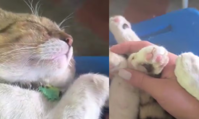 Ejército desmintió que gato fuera víctima de maltrato en base de Tolemaida tras revelación de chats que vinculaban uniformados