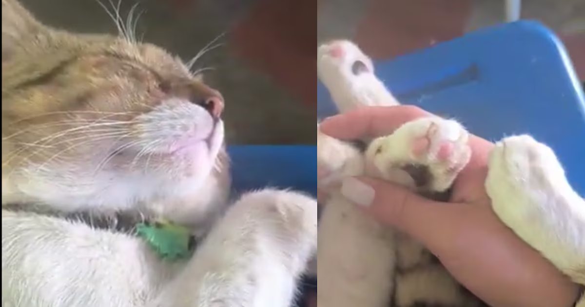 Ejército desmintió que gato fuera víctima de maltrato en base de Tolemaida tras revelación de chats que vinculaban uniformados