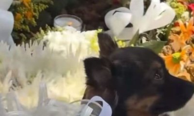 Conmovedor video muestra a una mascota llorando sobre la tumba de una de las jóvenes fallecidas en la tragedia del autobús que cayó a un abismo en Antioquia.