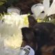 Conmovedor video muestra a una mascota llorando sobre la tumba de una de las jóvenes fallecidas en la tragedia del autobús que cayó a un abismo en Antioquia.