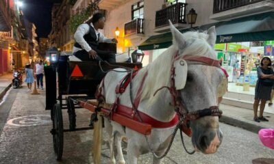 decreto prohíbe los coches de tracción animal desde el 29 de diciembre