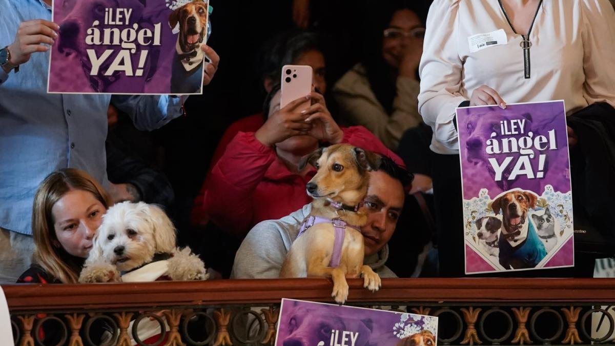 hombre asfixia a su perro en una pelea y su padre falla tras la fuerte impresión; presunto responsable fue capturado