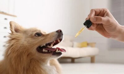 Reportan más de 115 casos por afectación de animales durante Navidad en Bogotá