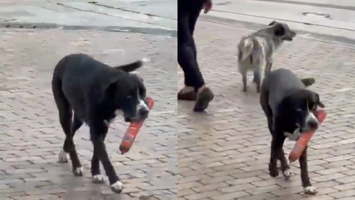 Perrito se hace viral luego de robarse un salchichón en un D1 de Antioquia