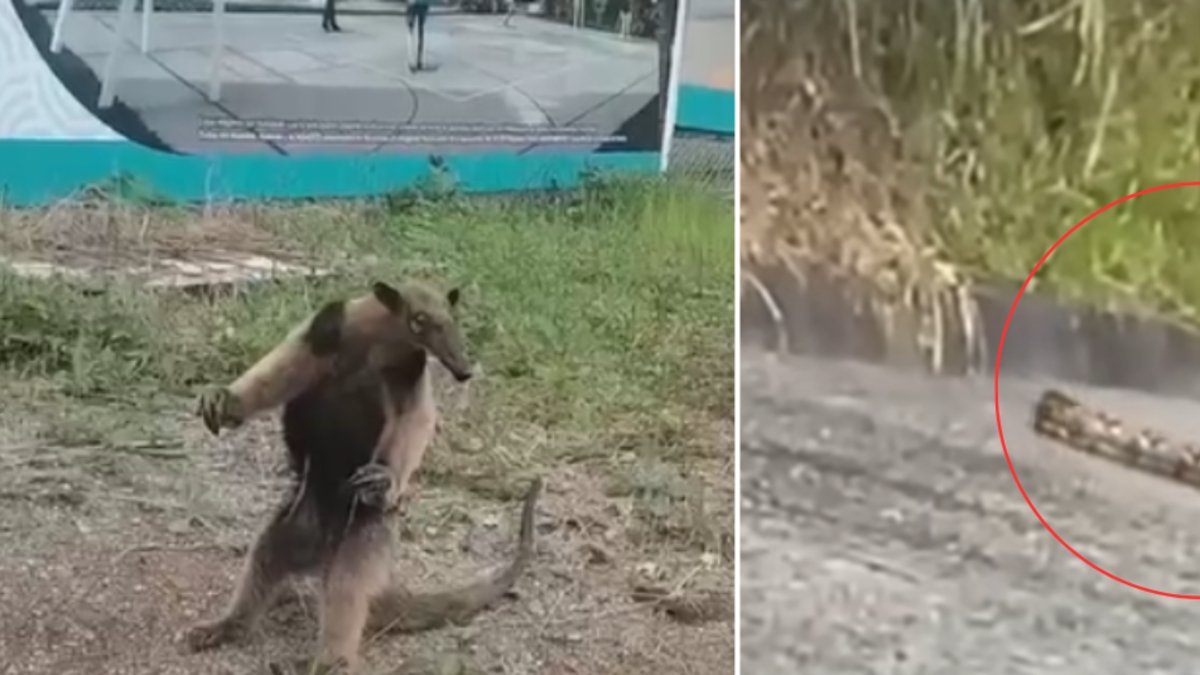 habitantes del sector registran una serpiente y un oso hormiguero