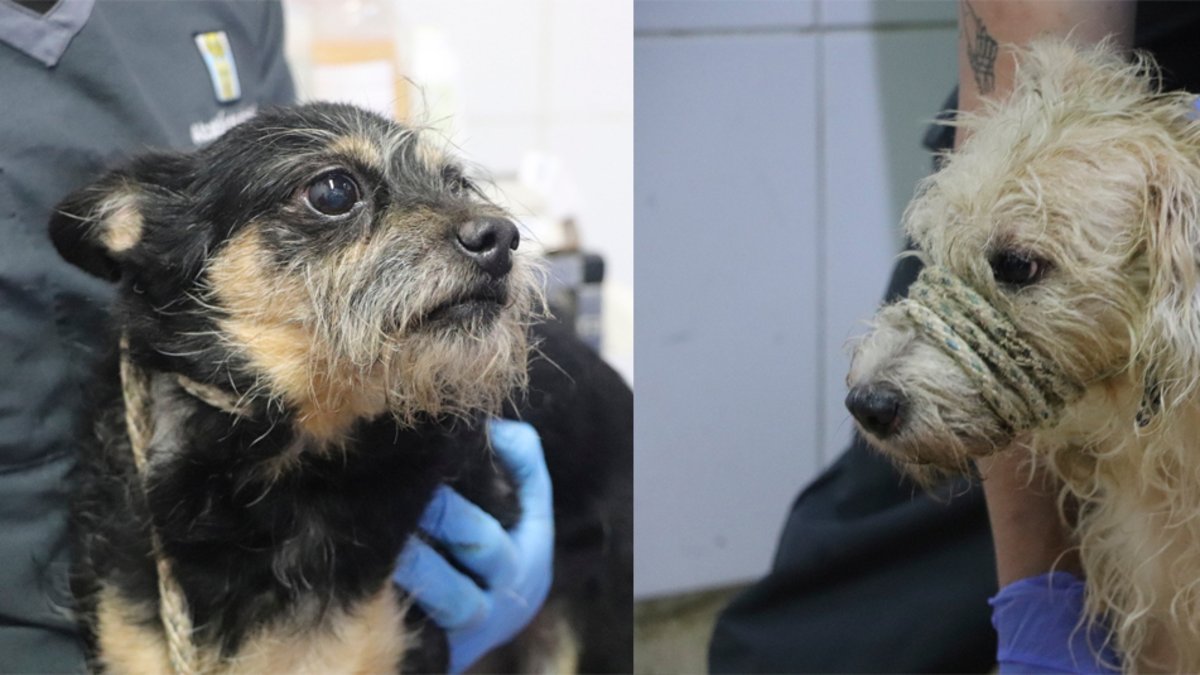 El drama oculto que viven los animales en Medellín.