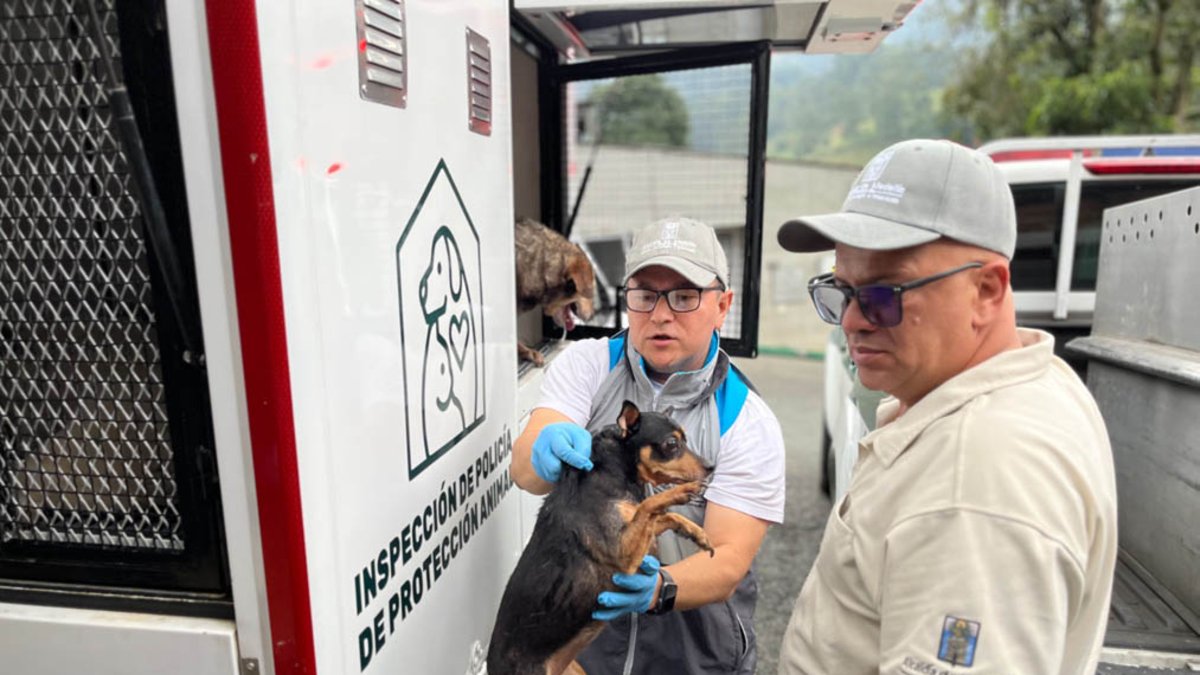 así era el infierno en el que sobrevivían 46 perros y gatos en una vivienda del suroccidente de Medellín