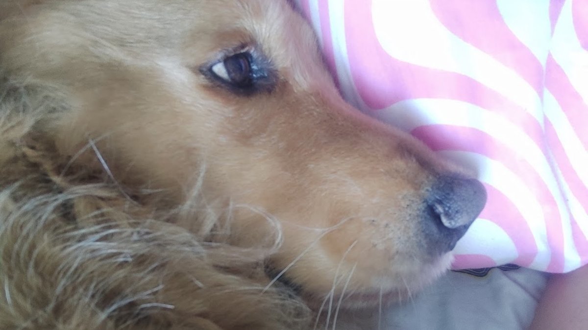 Horus, el perro de 10 años que fue diagnosticado con estrés por la pólvora y murió luego de varios días de lucha en Armenia
