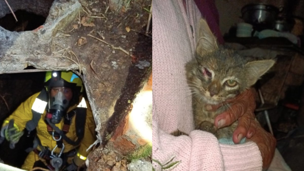 Rescataron a un gato que había caído a un pozo de 12 metros de profundidad en Pasto.