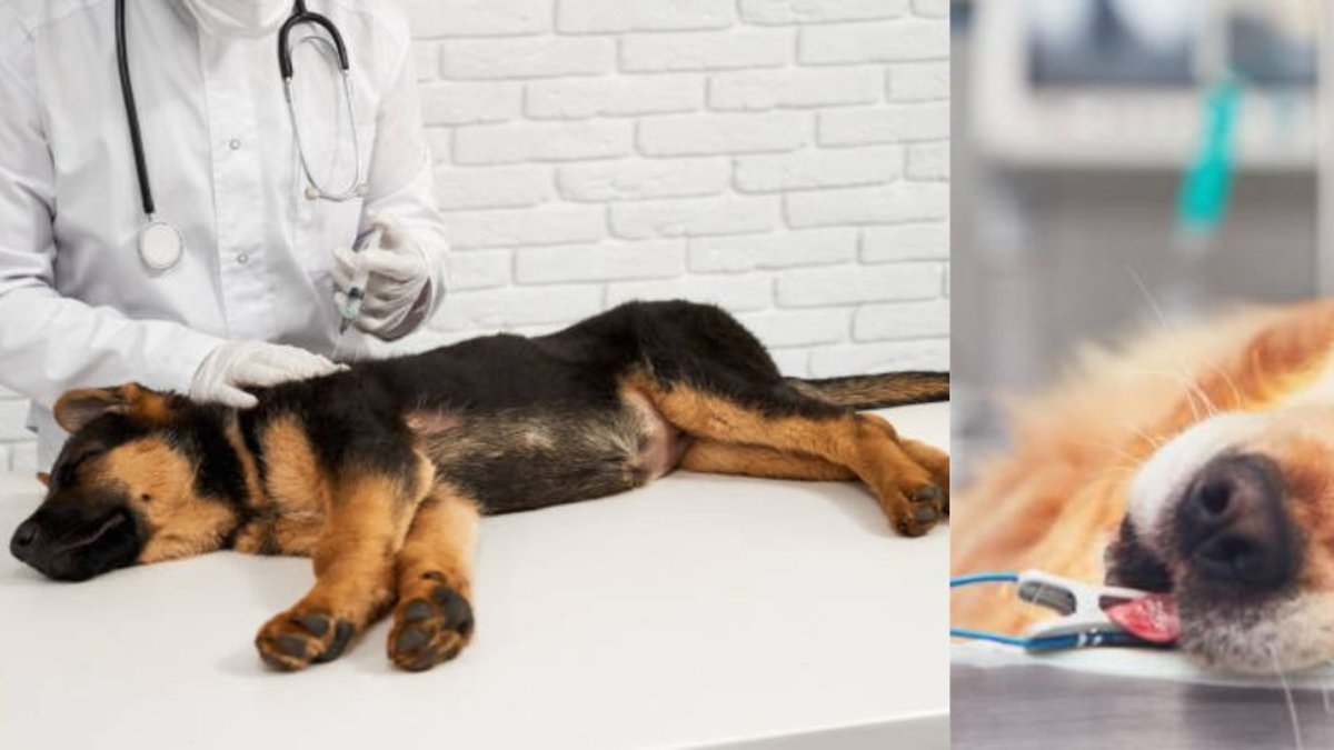 Denuncian envenenamiento de perros al norte de Bogotá