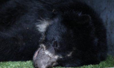 Todo está listo para la liberación del oso andino Tamá.