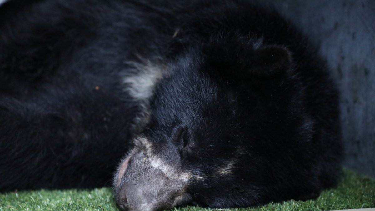 Todo está listo para la liberación del oso andino Tamá.