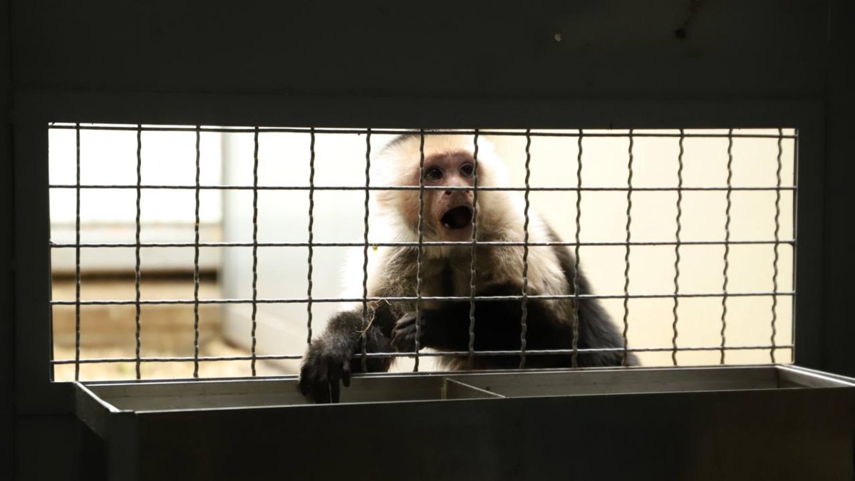 Bogotá refuerza el llamado a denunciar el tráfico ilegal de fauna y flora durante la temporada navideña