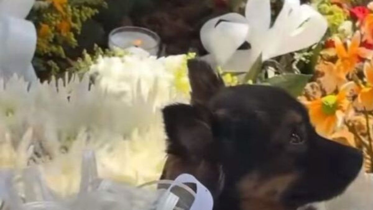 Video muestra a una mascota de una de los jóvenes fallecidos en la tragedia del autobús que cayó al vacío en Antioquia llorando sobre su tumba.