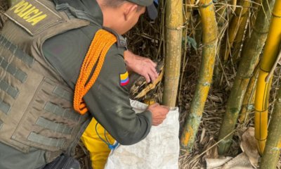 Dos babillas y una tortuga fueron recuperadas en Pacho, Cundinamarca, por la CAR: habían sido trasladadas entre departamentos