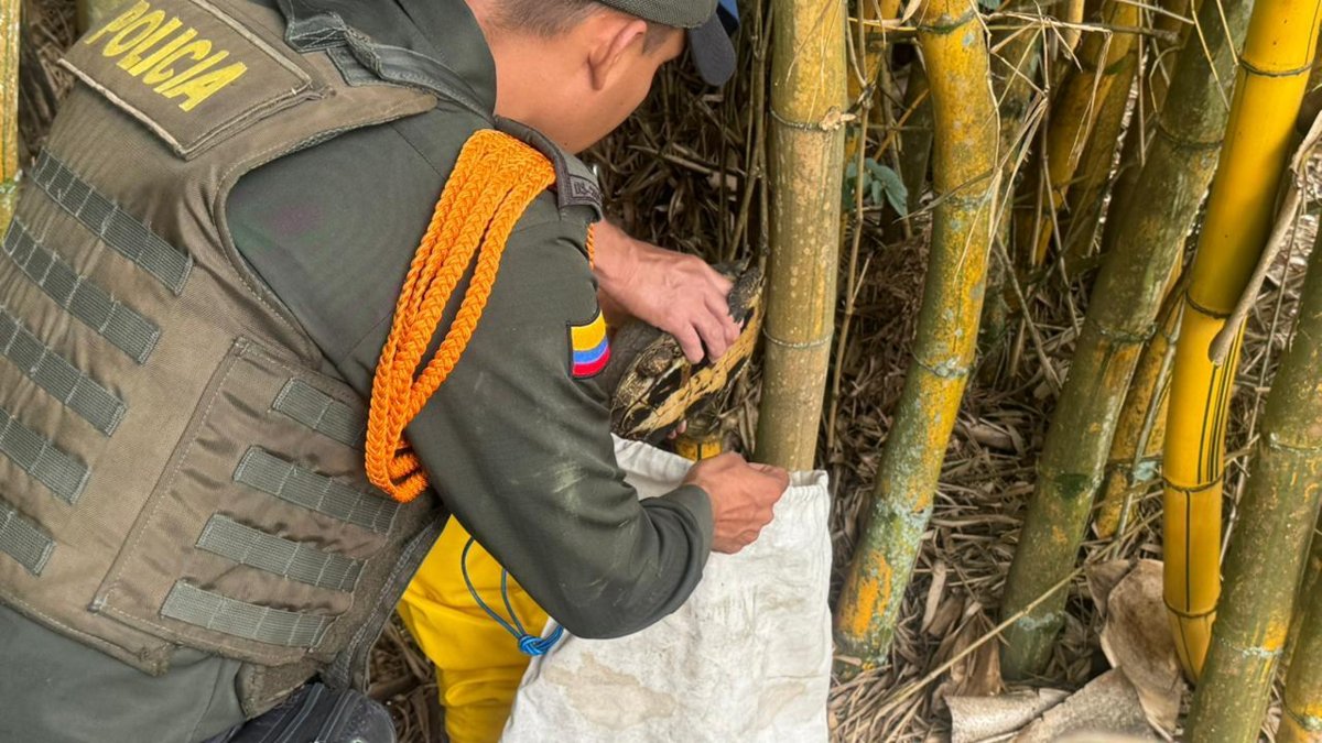 Dos babillas y una tortuga fueron recuperadas en Pacho, Cundinamarca, por la CAR: habían sido trasladadas entre departamentos