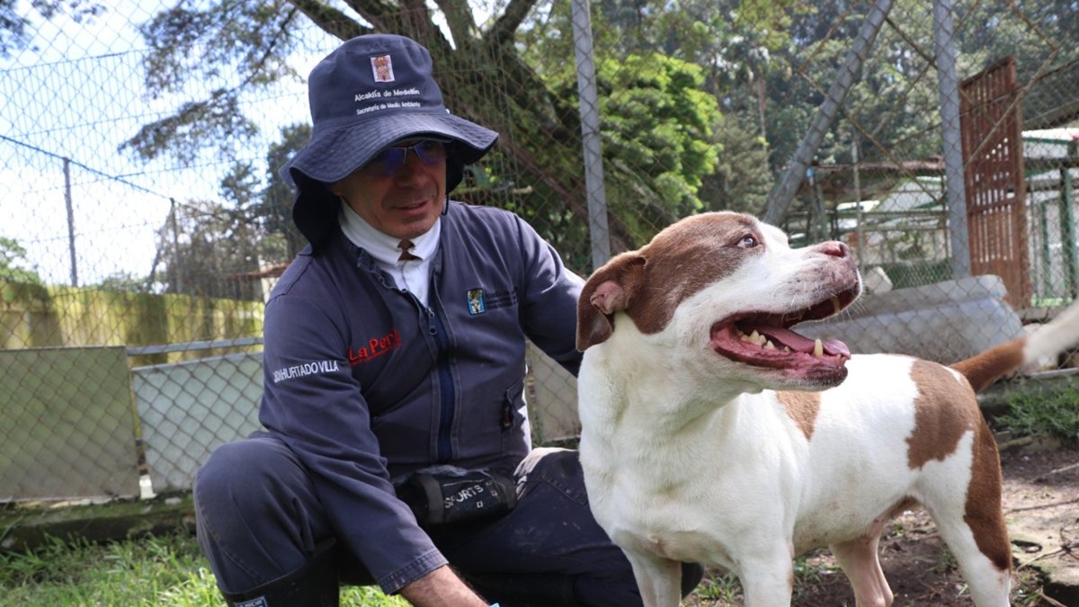 gracias al trabajo entre ciudadanía y Alcaldía de Medellín, 2.548 animales recibieron atención