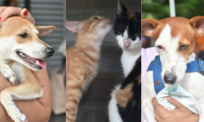 Cuidado con sus mascotas en Navidad y Año Nuevo: estas son las recomendaciones que debe tener frente a los estruendos por pólvora