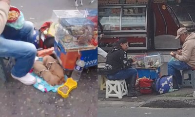 Denuncian venta ilegal de cachorros, pericos y conejos en las calles de Bogotá