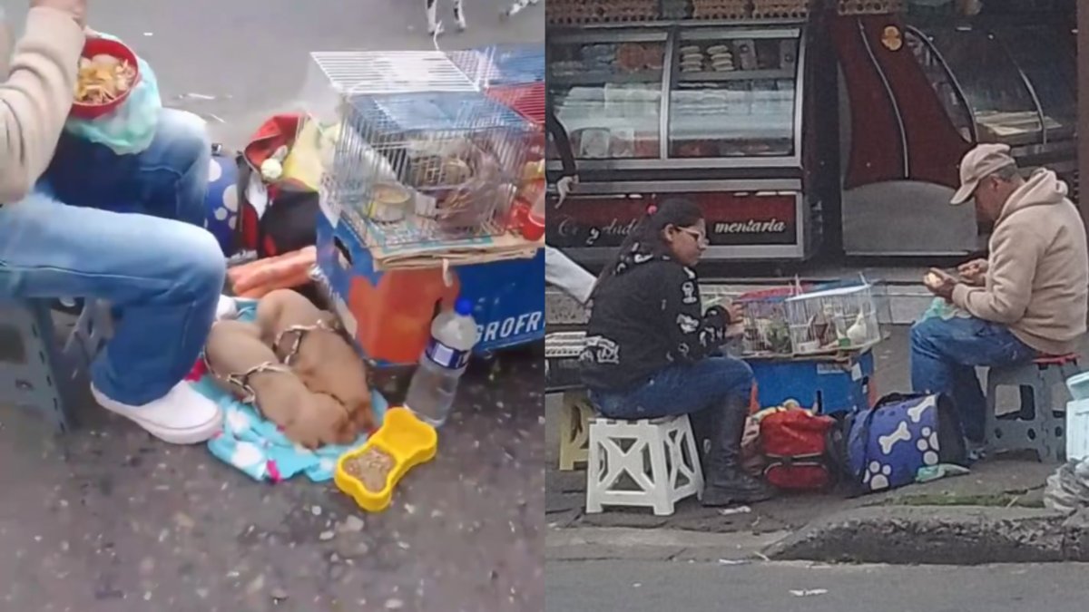 Denuncian venta ilegal de cachorros, pericos y conejos en las calles de Bogotá