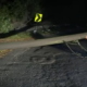 Así se salvó motociclista de ser aplastado por un árbol cuando transitaba por la avenida Circunvalar de Bogotá: 'Prácticamente me cayó encima'