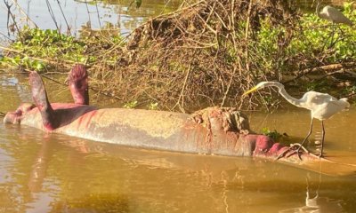 Hallan sin vida a otro manatí en Barrancabermeja, se prenden las alarmas en el Magdalena medio por posible contaminación ambiental