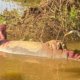 Hallan sin vida a otro manatí en Barrancabermeja, se prenden las alarmas en el Magdalena medio por posible contaminación ambiental