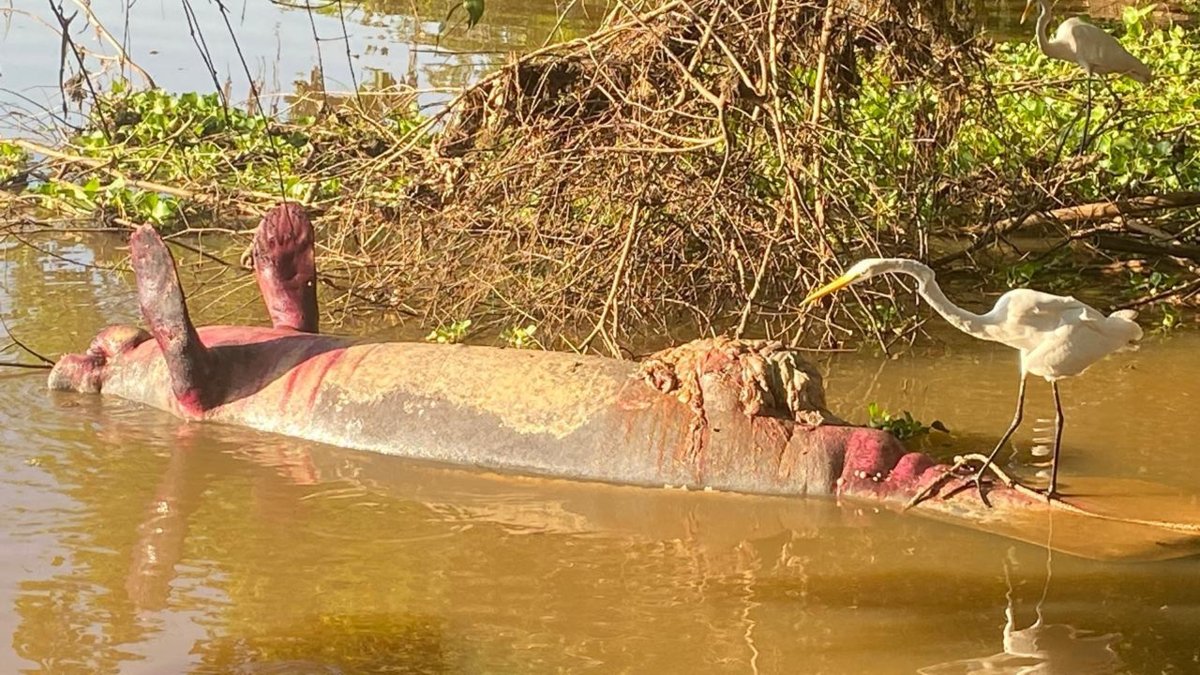 Hallan sin vida a otro manatí en Barrancabermeja, se prenden las alarmas en el Magdalena medio por posible contaminación ambiental