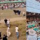 Evento previo a las corralejas en Caucasia (Antioquia) terminó con 16 heridos: Gobernac