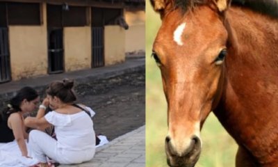 niña de cuatro años murió al caer de un caballo en un restaurante, esto sucedió