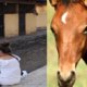 niña de cuatro años murió al caer de un caballo en un restaurante, esto sucedió