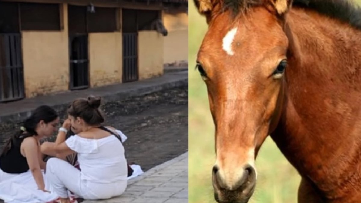 niña de cuatro años murió al caer de un caballo en un restaurante, esto sucedió
