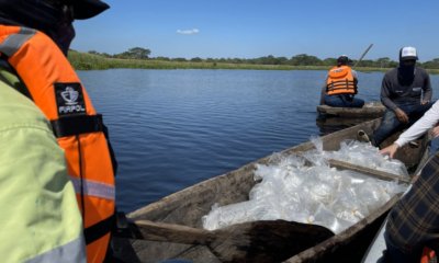 Siembra de 400 mil alevinos de bocachico y dorada en la Ciénaga Mata de Palma fortalece la pesca artesanal y la sostenibilidad ambiental