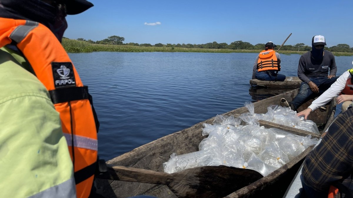 Siembra de 400 mil alevinos de bocachico y dorada en la Ciénaga Mata de Palma fortalece la pesca artesanal y la sostenibilidad ambiental