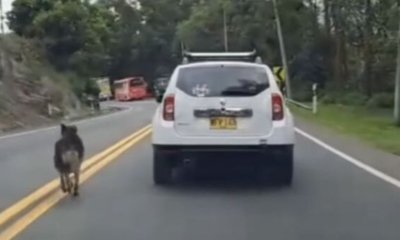 En video registraron el momento en que un perro habría sido abandonado en la vía Bogotá