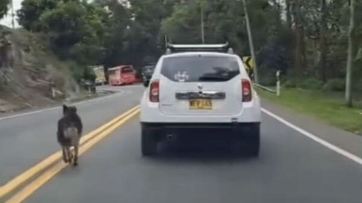 En video registraron el momento en que un perro habría sido abandonado en la vía Bogotá
