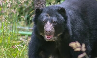 Así fue la liberación más documentada de un oso andino en el Parque Nacional Natural Tamá tras once años de rehabilitación